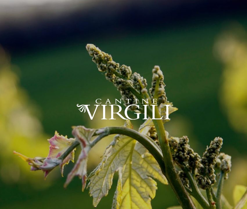 Cantina Virgili