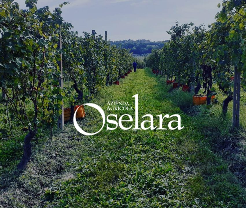 vigneti azienda agricola oselara