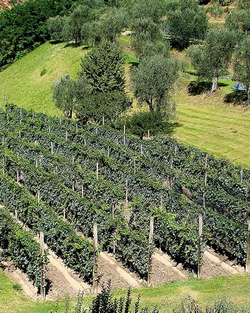 Cantina Marsadri vigneti