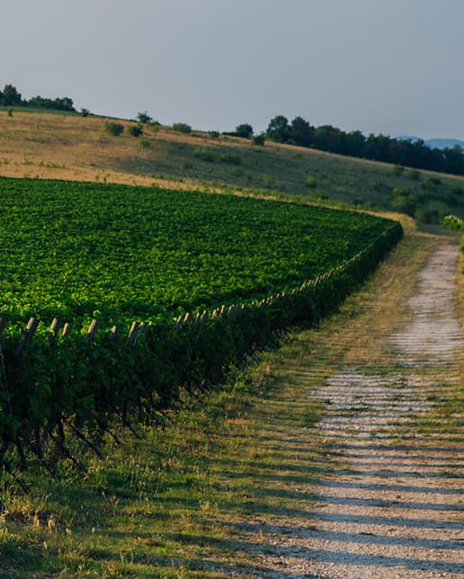 Pasqua Vigneti e Cantine